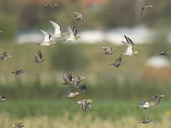 European Golden Plover