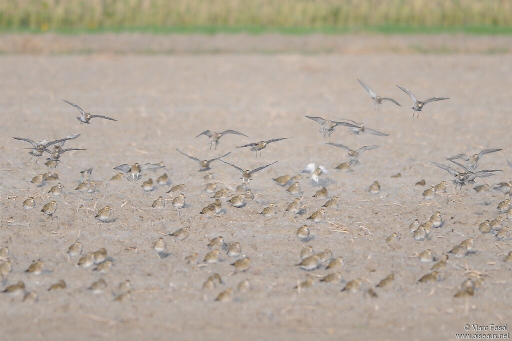 European Golden Plover, identification, Flight, Behaviour