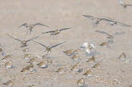 European Golden Plover