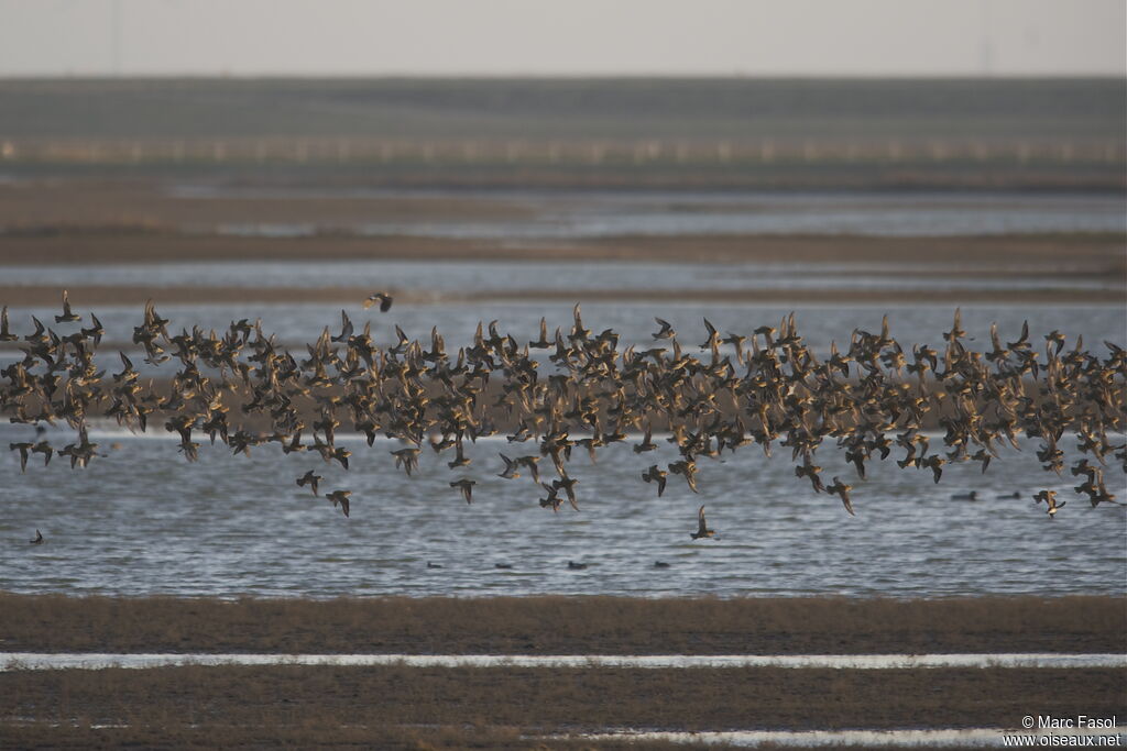 European Golden Plover, identification, Behaviour