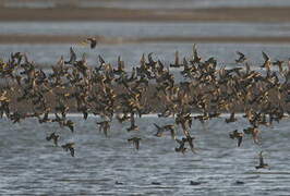 European Golden Plover