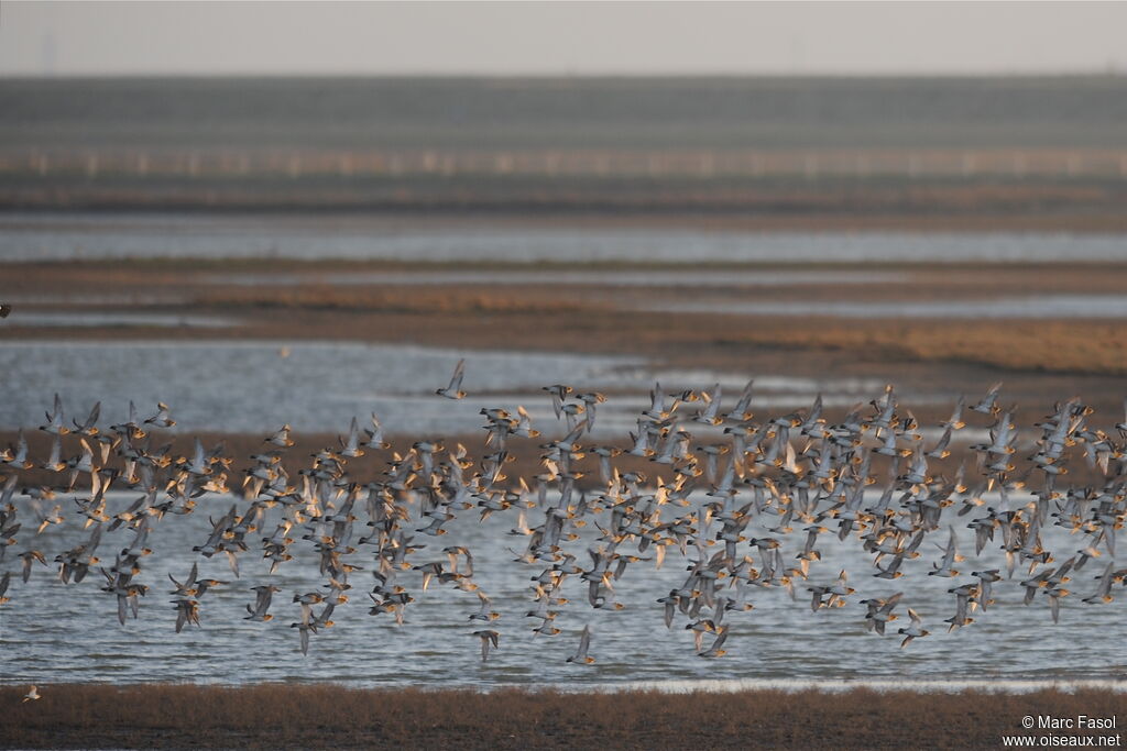 European Golden Plover, identification, Behaviour