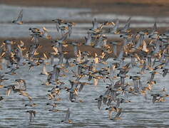 European Golden Plover