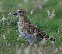 European Golden Plover