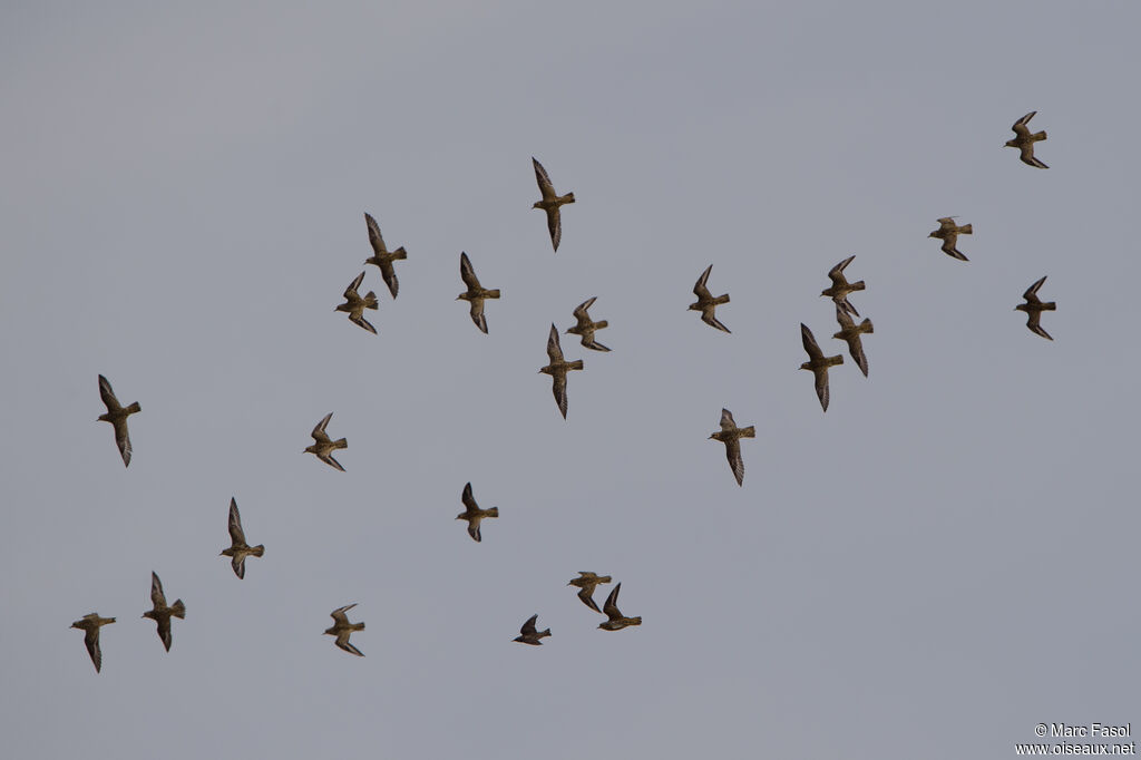 European Golden Plover, Flight