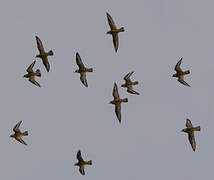 European Golden Plover