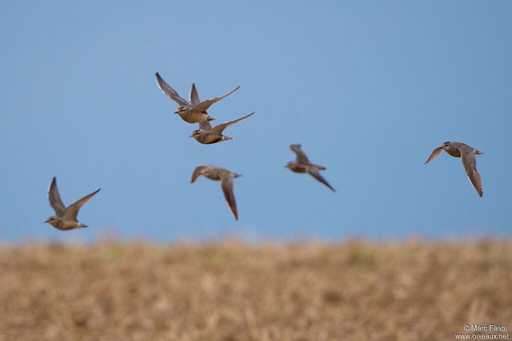 Eurasian Dotterel, Flight