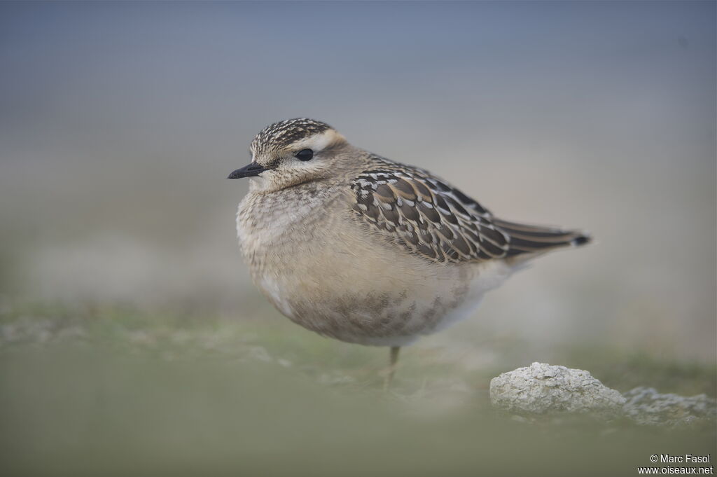 Eurasian Dottereljuvenile, identification