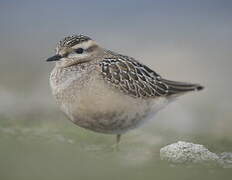 Eurasian Dotterel