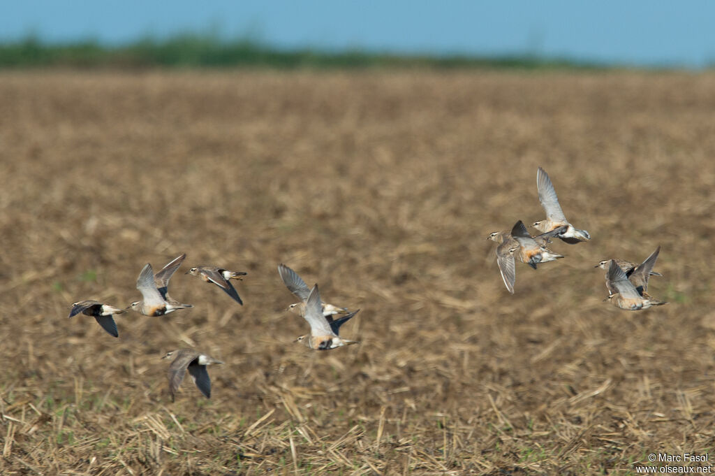 Eurasian Dottereladult post breeding, Flight