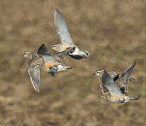 Eurasian Dotterel