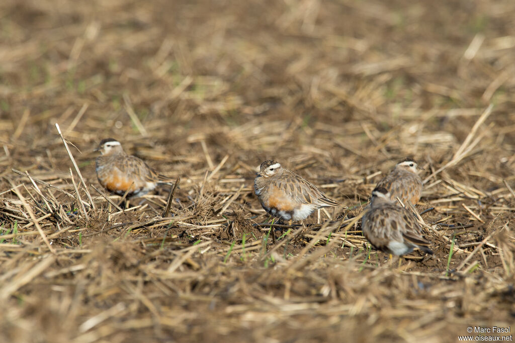 Pluvier guignardadulte internuptial, identification