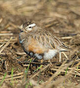 Eurasian Dotterel