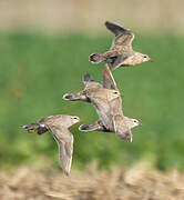 Eurasian Dotterel