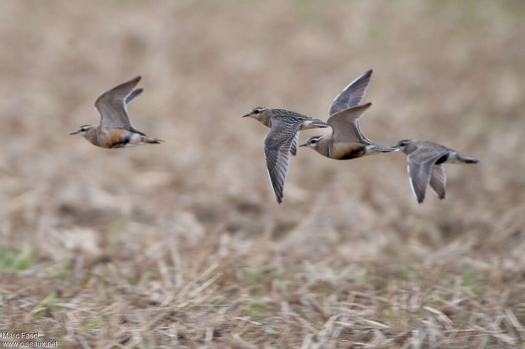 Eurasian Dotterel, Flight