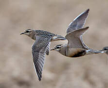 Eurasian Dotterel