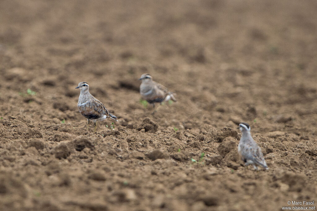 Eurasian Dottereladult, moulting