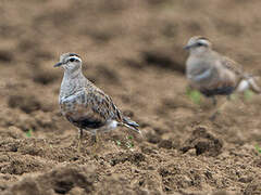 Eurasian Dotterel