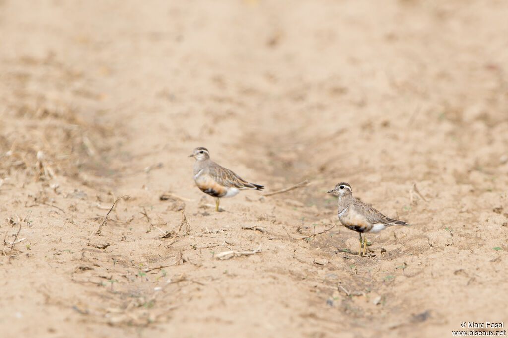 Eurasian Dotterel, moulting, camouflage