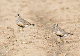 Eurasian Dotterel