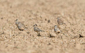 Eurasian Dotterel