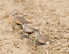 Eurasian Dotterel