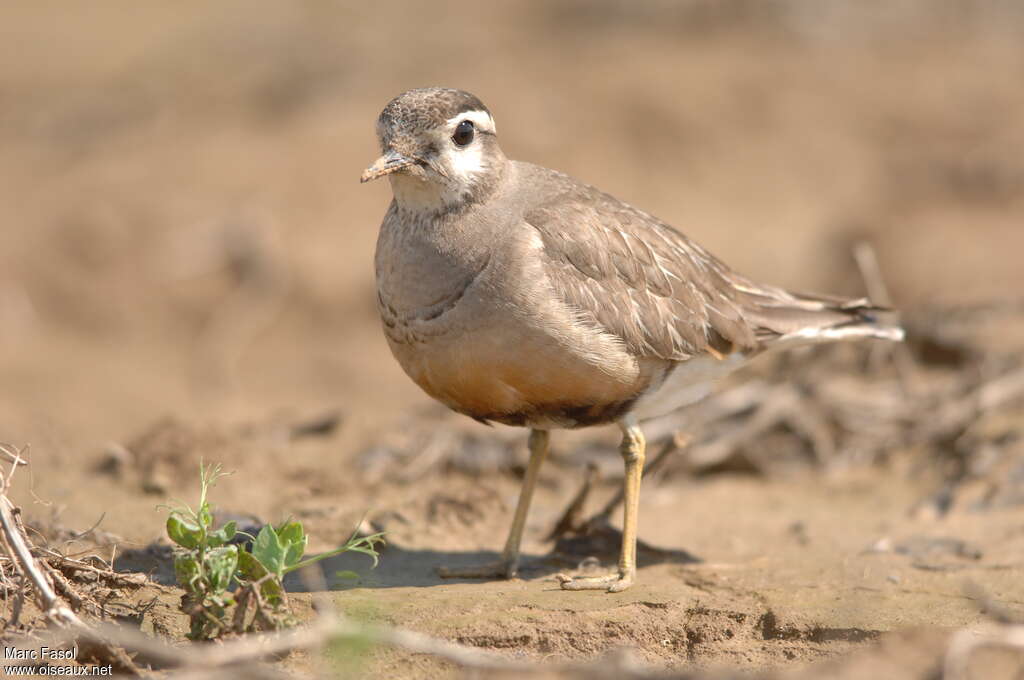 Eurasian Dottereladult post breeding, identification