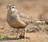 Eurasian Dotterel