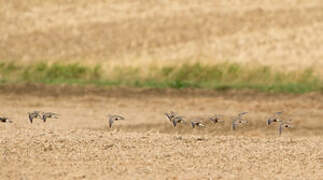 Eurasian Dotterel