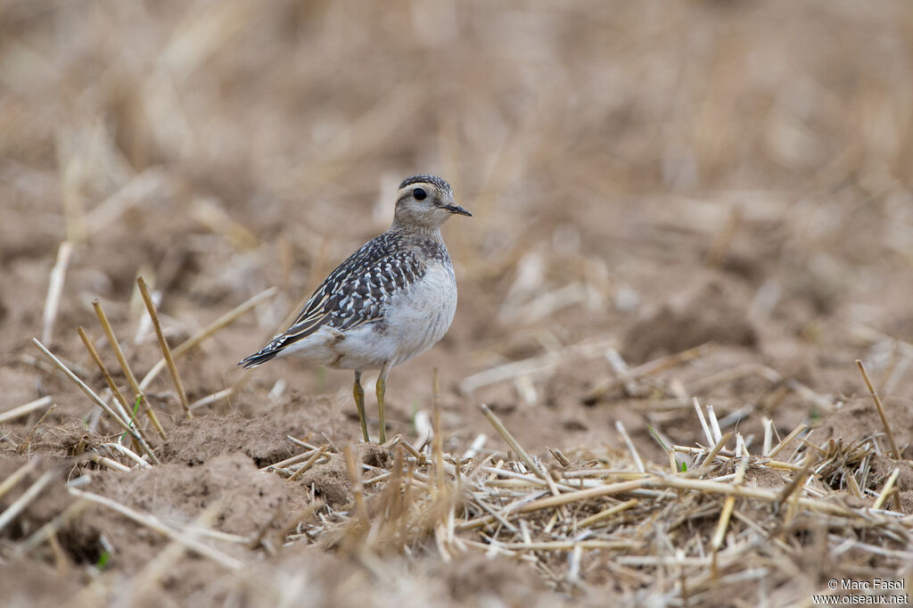 Pluvier guignardjuvénile, identification