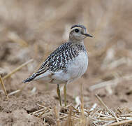 Eurasian Dotterel