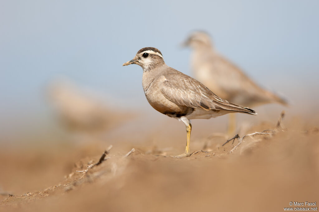 Eurasian Dottereladult post breeding