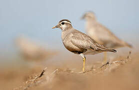 Eurasian Dotterel