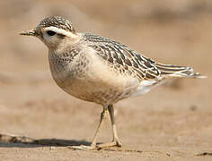 Eurasian Dotterel