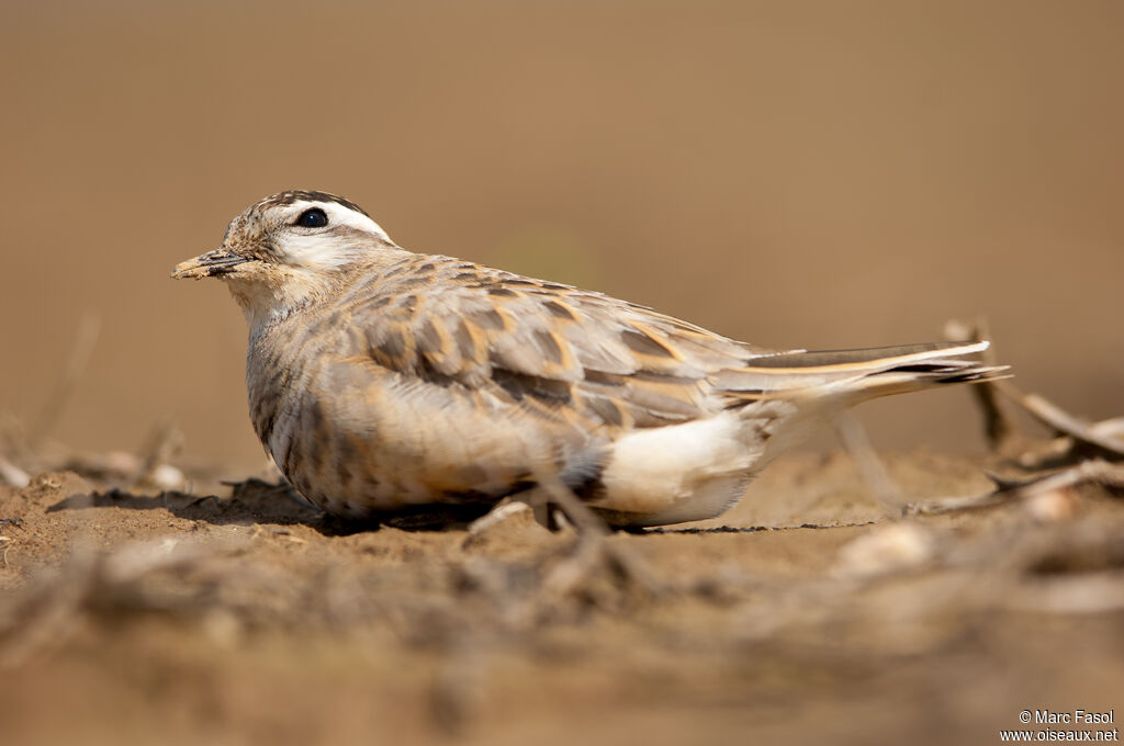 Pluvier guignardadulte, camouflage