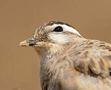 Eurasian Dotterel