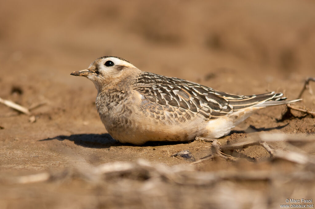 Eurasian Dottereljuvenile, identification, camouflage