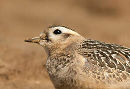 Eurasian Dotterel