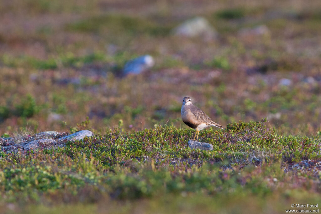 Pluvier guignardadulte nuptial, habitat