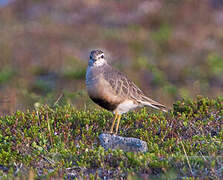 Eurasian Dotterel