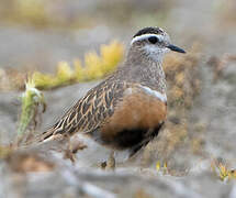 Eurasian Dotterel