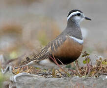 Eurasian Dotterel