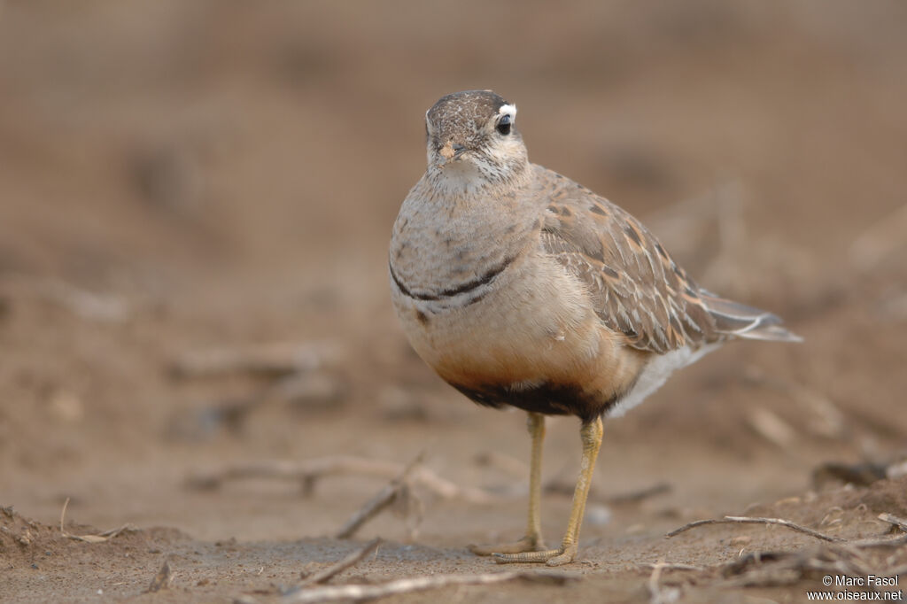 Eurasian Dottereladult post breeding, identification