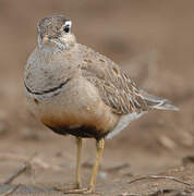 Eurasian Dotterel