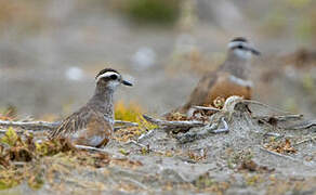 Eurasian Dotterel