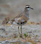 Eurasian Dotterel