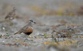 Eurasian Dotterel