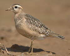 Eurasian Dotterel