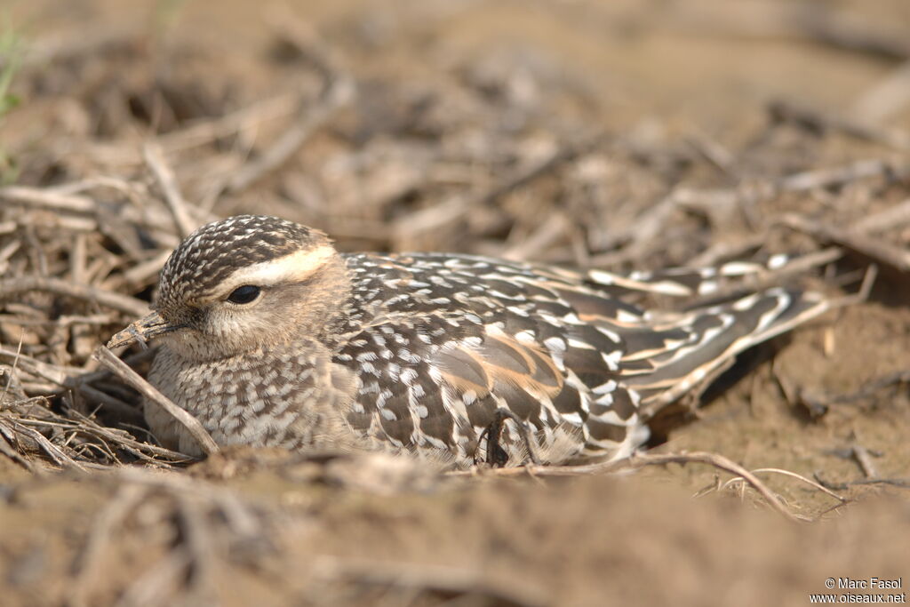 Pluvier guignard1ère année, identification, camouflage