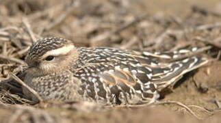 Eurasian Dotterel